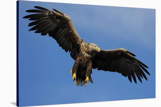 White Tailed Sea Eagle in Flight, North Atlantic, Flatanger, Nord-Trondelag, Norway, August-Widstrand-Stretched Canvas