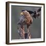 White tailed sea eagle perched on tree stump with fish. Danube Delta, Romania. May-Loic Poidevin-Framed Photographic Print