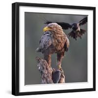 White tailed sea eagle perched on tree stump with fish. Danube Delta, Romania. May-Loic Poidevin-Framed Photographic Print