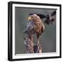 White tailed sea eagle perched on tree stump with fish. Danube Delta, Romania. May-Loic Poidevin-Framed Photographic Print