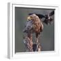 White tailed sea eagle perched on tree stump with fish. Danube Delta, Romania. May-Loic Poidevin-Framed Photographic Print