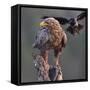 White tailed sea eagle perched on tree stump with fish. Danube Delta, Romania. May-Loic Poidevin-Framed Stretched Canvas