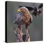 White tailed sea eagle perched on tree stump with fish. Danube Delta, Romania. May-Loic Poidevin-Stretched Canvas