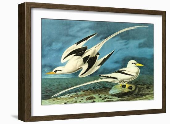 White-Tailed Tropic Bird-John James Audubon-Framed Art Print