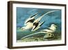 White-Tailed Tropic Bird-John James Audubon-Framed Art Print