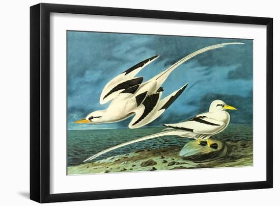 White-Tailed Tropic Bird-John James Audubon-Framed Art Print