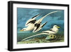 White-Tailed Tropic Bird-John James Audubon-Framed Art Print