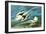 White-Tailed Tropic Bird-John James Audubon-Framed Art Print