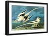 White-Tailed Tropic Bird-John James Audubon-Framed Art Print