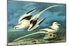 White-Tailed Tropic Bird-John James Audubon-Mounted Art Print