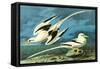 White-Tailed Tropic Bird-John James Audubon-Framed Stretched Canvas