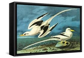 White-Tailed Tropic Bird-John James Audubon-Framed Stretched Canvas