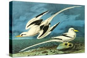 White-Tailed Tropic Bird-John James Audubon-Stretched Canvas