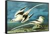 White-Tailed Tropic Bird-John James Audubon-Framed Stretched Canvas