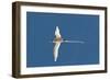 White-Tailed Tropicbird (Phaethon Lepturus), Fregate Island, Seychelles, Indian Ocean, Africa-Sergio Pitamitz-Framed Photographic Print