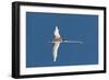 White-Tailed Tropicbird (Phaethon Lepturus), Fregate Island, Seychelles, Indian Ocean, Africa-Sergio Pitamitz-Framed Photographic Print