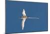 White-Tailed Tropicbird (Phaethon Lepturus), Fregate Island, Seychelles, Indian Ocean, Africa-Sergio Pitamitz-Mounted Photographic Print