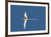 White-Tailed Tropicbird (Phaethon Lepturus), Fregate Island, Seychelles, Indian Ocean, Africa-Sergio Pitamitz-Framed Photographic Print