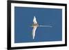 White-Tailed Tropicbird (Phaethon Lepturus), Fregate Island, Seychelles, Indian Ocean, Africa-Sergio Pitamitz-Framed Photographic Print