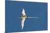 White-Tailed Tropicbird (Phaethon Lepturus), Fregate Island, Seychelles, Indian Ocean, Africa-Sergio Pitamitz-Mounted Photographic Print