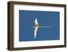 White-Tailed Tropicbird (Phaethon Lepturus), Fregate Island, Seychelles, Indian Ocean, Africa-Sergio Pitamitz-Framed Photographic Print