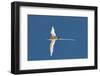 White-Tailed Tropicbird (Phaethon Lepturus), Fregate Island, Seychelles, Indian Ocean, Africa-Sergio Pitamitz-Framed Photographic Print