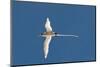 White-Tailed Tropicbird (Phaethon Lepturus), Fregate Island, Seychelles, Indian Ocean, Africa-Sergio Pitamitz-Mounted Photographic Print