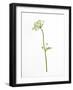 White Tears-Will Wilkinson-Framed Photographic Print