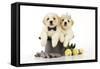 White Teddy Bear Puppies Sitting in a Top-null-Framed Stretched Canvas