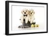 White Teddy Bear Puppies Sitting in a Top-null-Framed Photographic Print