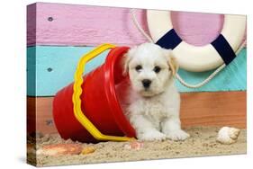 White Teddy Bear Puppy at the Beach in a Bucket-null-Stretched Canvas