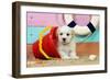 White Teddy Bear Puppy at the Beach in a Bucket-null-Framed Photographic Print