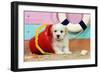 White Teddy Bear Puppy at the Beach in a Bucket-null-Framed Photographic Print