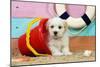 White Teddy Bear Puppy at the Beach in a Bucket-null-Mounted Photographic Print