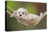 White Teddy Bear Puppy in a Hammock-null-Stretched Canvas