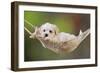 White Teddy Bear Puppy in a Hammock-null-Framed Photographic Print