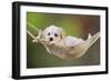 White Teddy Bear Puppy in a Hammock-null-Framed Photographic Print