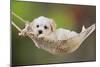 White Teddy Bear Puppy in a Hammock-null-Mounted Photographic Print