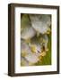 White tent making bat roosting in tree, La Selva Field Station, Costa Rica.-Phil Savoie-Framed Photographic Print