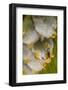 White tent making bat roosting in tree, La Selva Field Station, Costa Rica.-Phil Savoie-Framed Photographic Print