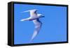 White Tern in Hawaiian a Manu-o-Ku in flight. Waikiki.-Tom Norring-Framed Stretched Canvas