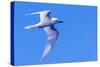 White Tern in Hawaiian a Manu-o-Ku in flight. Waikiki.-Tom Norring-Stretched Canvas