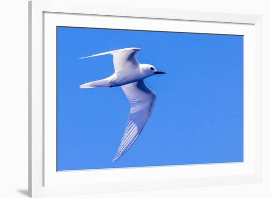 White Tern in Hawaiian a Manu-o-Ku in flight. Waikiki.-Tom Norring-Framed Photographic Print