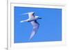 White Tern in Hawaiian a Manu-o-Ku in flight. Waikiki.-Tom Norring-Framed Photographic Print