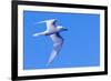 White Tern in Hawaiian a Manu-o-Ku in flight. Waikiki.-Tom Norring-Framed Photographic Print