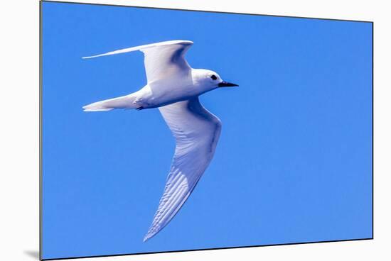 White Tern in Hawaiian a Manu-o-Ku in flight. Waikiki.-Tom Norring-Mounted Photographic Print