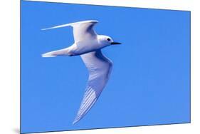 White Tern in Hawaiian a Manu-o-Ku in flight. Waikiki.-Tom Norring-Mounted Photographic Print