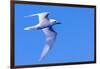 White Tern in Hawaiian a Manu-o-Ku in flight. Waikiki.-Tom Norring-Framed Photographic Print