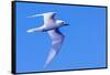 White Tern in Hawaiian a Manu-o-Ku in flight. Waikiki.-Tom Norring-Framed Stretched Canvas