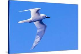 White Tern in Hawaiian a Manu-o-Ku in flight. Waikiki.-Tom Norring-Stretched Canvas